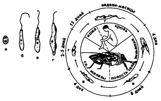 . 25.       Trypanosoma rnodesiense -    ( )  -  ,  -  ,  -  ,  -  ,  -  