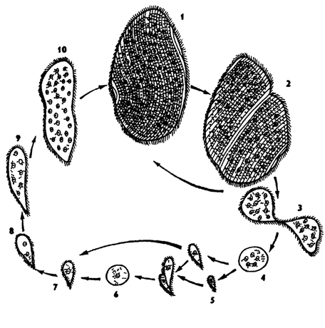 . 30.    Opalina ranarum ( ) 1 -  , 2 -  , 3 -  , 4 - , 5 - , 6 - , 7- 10 -  