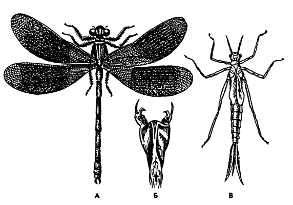 Рис. 347. Стрекоза красотка Calopteryx splendens (из Натали): А - имаго, Б - нижняя губа личинки, В – личинка