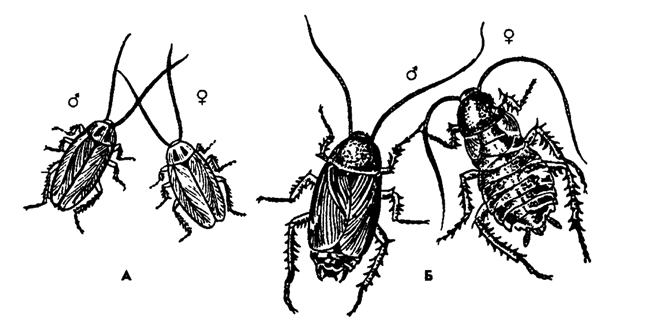 Рис. 349. Тараканы: А - прусак Blattella germanica, Б - черный таракан Blatta orientalis (из Гилярова)