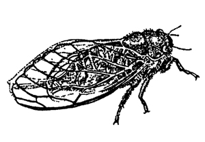 Рис. 355. Горная цикада Cicadetta Montana (из Гилярова)