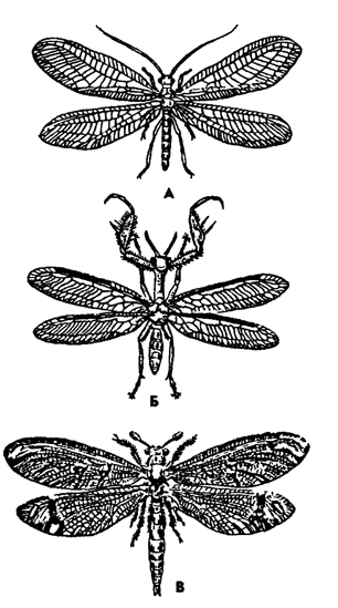 Рис. 360. Сетчатокрылые (из Бей-Биенко): А - златоглазка Chrysopa, Б – мантиспа Mantispa, В - муравьиный лев Totateres