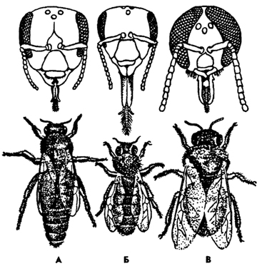 Рис. 365. Медоносная пчела Apis mellifera (из Натали): А - матка и ее голова, Б - рабочая пчела и ее голова, B – трутень