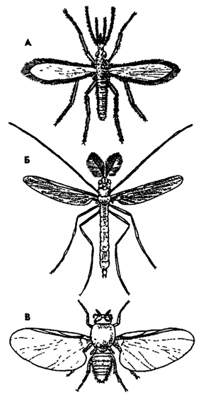 Рис. 367. Длинноусые двукрылые (из Бей-Биенко): А - москит Phleboto-mus, Б - малярийный комар (самец) Anopheles maculipennis, В - мошка Simulium