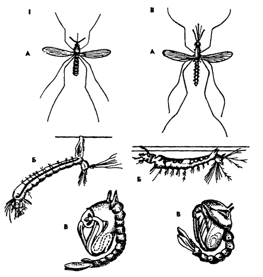Рис. 368. Комары: I - комар обыкновенный Cutex pipiens, II - комар малярийный Anopheles maculipennis, А - имаго, Б - личинка, 8 - куколка (из Натали)