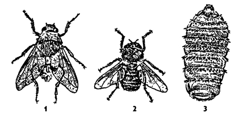 Рис. 371. Оводы (из Бей-Биенко): 1 - Hypoderma bovis, 2 - Gastrophilus intestinalis, 3 – личинка