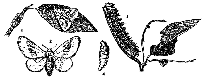 Рис. 375. Кольчатый шелкопряд Malacosoma neustna: 1 - кладка яиц, 2 - имаго, 3 - гусеница, 4 – куколка