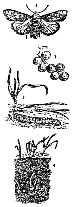 Рис. 376. Озимая совка Agrotes segetum (из Натали): 1 - имаго, 2 - яйца, 3 - гусеница, 4 – куколка