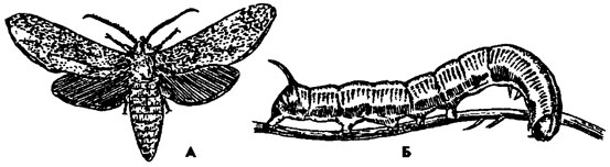 Рис. 377. Сосновый бражник Sphinx pinastri (из Бей-Биенко): А - имаго, Б – гусеница