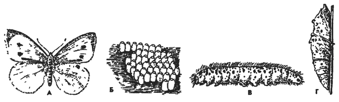 Рис. 378. Капустная белянка Piens brassica (из Натали): А - имаго, Б - яйцекладка, В - гусеница, Г – куколка