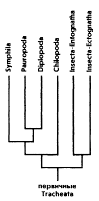 Рис. 380. Филогенетические отношения основных таксонов подтипа трахейных (Tracheata)