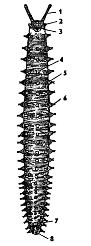 Рис. 382. Перипатус Eupenpatus weldoni с брюшной стороны (по Бувье): 1 - антенна, 2 - околоротовой сосочек, 3 - рот, 4 - брюшной орган, 5 - отверстия целомодукта, 6 - ножка, 7 - половое отверстие, 8 – анус