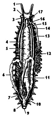 Рис. 383. Анатомия самки новозеландского перипатуса Penpatoides novae-zealandiae (по Снодграссу): 1 - антенна, 2 - глаза, 3 - мозг, 4 - брюшной нервный ствол, 5 - кишка, 6 - матка, 7 - яичник, 8 - задняя кишка, 9 - анус, 10, 11 - яйцевод, средняя часть которого служит маткой, 12 - слизистая железа, 13 - слюнная железа, 14 - проток слизистой железы, 15 - пищевод, 16 - глотка, 17 - околоротовой сосочек