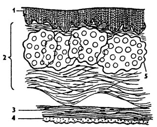 Рис. 385. Разрез стенки тела голотурии (из Натали): 1 - эпителий, 2 - соединительнотканный слой кожи, 3 - мускулатура, 4 - целомический эпителий, 5 - скелетные пластинки