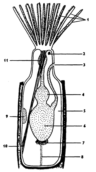 Рис. 399. Схема строения зооида мшанок (по Барнсу): 1 - лофофоральные щупальца, 2 - ганглий, 3 - анус, 4 - пилорическая часть кишечника, 5 - полость тела, 6 - желудок, 7 - семенник, 8 - тяж, 9 - яичник, 10 - мышца, 11 – глотка