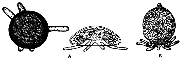 Рис 34 РакоБинные корненожки Testacea (по Хаусману) А - Arcella (вид сверху и сбоку), Б - Difflugia
