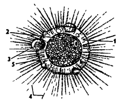 Рис. 41. Солнечник Actinosphaenum eichhorni (из Дофлейна): 1 - эктоплазма, 2 - эндоплазма, 3 - пища, 4 - аксоподии, 5 – ядро