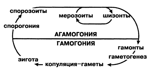 Рис. 42. Схема жизненного цикла Apicomplexa (по Хаусману)