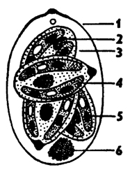Рис. 43. Ооциста со спорами и спорозоитами кокцидии Eimeria stiedae (по Хаусману): 1 - ооциста, 2 - остаточное тело, 3 - спора, 4 - спорозоит, 5 - ядро спороэоита, 6 - остаточное тело в ооцисте