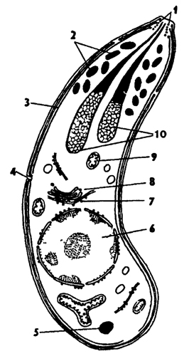 Рис. 44. Ультраструктура зоита споровиков (по Греллю): 1 - коноид, 2 - микронемы, 3 - микротрубочки, 4 - микропора, 5 - жировая капля, 6 - ядро, 7 - эндоплазматическая сеть, 8 - аппарат Гольджи, 9 - митохондрии, 10 – роптрии
