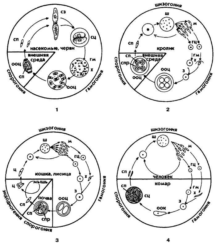 Рис. 46. Схемы жизненных циклов споровиков: 1 - грегарины, 2 - кокцидий, 3 - токсоплазмы, 4 - малярийного плазмодия, Обозначения: гм - гаметы, гц - гаметоциты, з - зигота, м - мерозоиты, ооц - ооциста, сз - сизигий, сп - спорозоит, спр - спора, сц - спороциста, ш - шизонт, ц – цистозоит