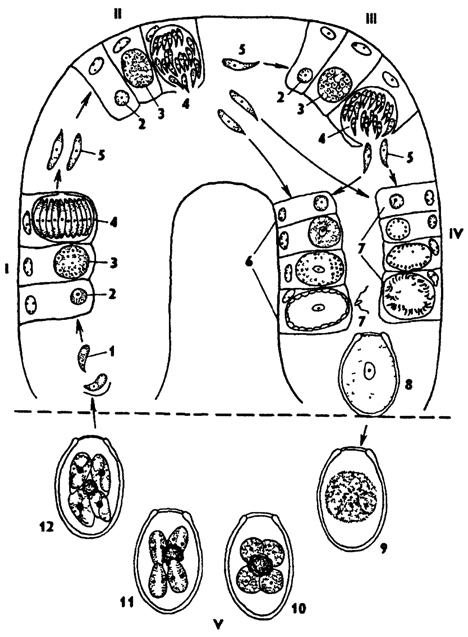 Рис. 47. Жизненный цикл кокцидий рода Eimerta (по схеме Хайсина): I - первое поколение шизогонии, II - второе поколение шизогонии, III - третье поколение шизогонии, IV - гамогония, V - спорогония; 1 - спорозоиты, 2 - одноядерный шизоит, 3 - многоядерный шизоит, 4 - образование мерозоитов, 5 - мерозоиты, 6 - развитие макрогамет, 7 - развитие микрогамет, 8 - ооциста, 9, 10 - образование споробластов (видно остаточное тело), 11 - образование спор, 12 - зрелая ооциста с четырьмя спорами, в каждой споре по два спорозоита