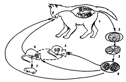 Рис. 48. Жизненный цикл Toxoplasma gondii (по Френкелю): 1 - кошка - окончательный хозяин, в котором паразит проходит шизогонию и стадии полового цикла, 2- 4 - стадии развития ооцисты с образованием двух спор в каждой с четырьмя спорозоитами, 5, 6 - промежуточный хозяин, в котором происходит дополнительное бесполое размножение паразита (эндодиогения) и образование цисты с цистозоитами, 7 - внутриутробное заражение мышей