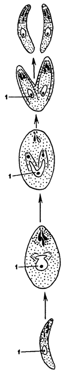Рис. 49. Эндодиогения у кокцидий (схема по Шолтизеку): 1 - формирование дочерней клетки