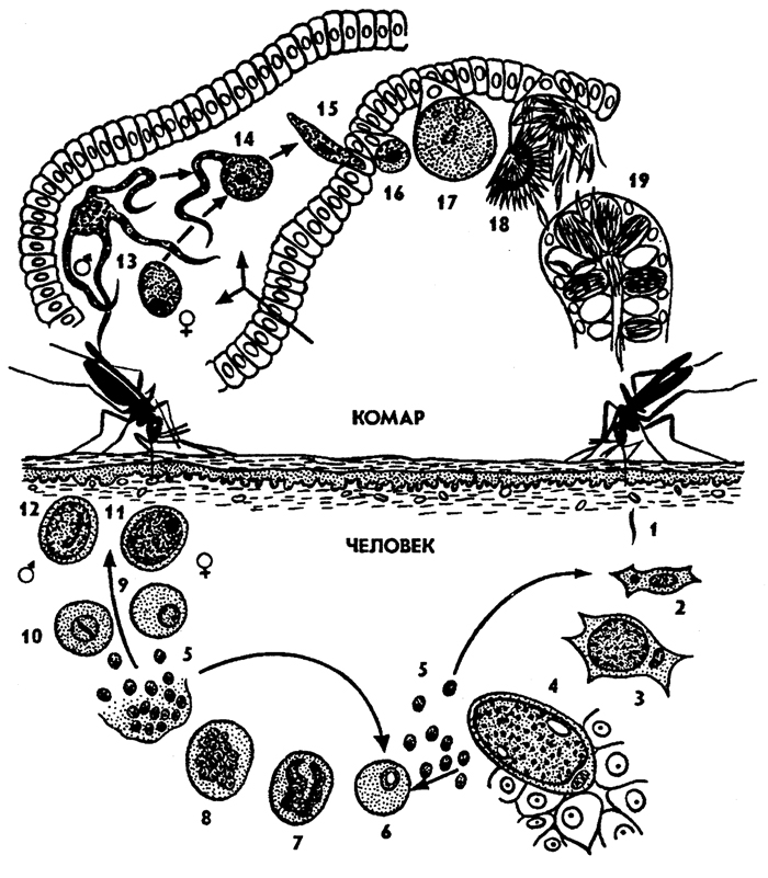 Рис. 50. Жизненный цикл малярийного плазмодия рода Plasmodium (по Хаусману): 1 - спорозоит, 2,3 - рост шизонта (агамонта), 4 - шизогония в клетках печени, 5 - мерозоиты, 6- 8 - эритроцитная шизогония, 9- 12 - образование гамонтов (микро- и макрогамонтов), 13 - образование макрогамет и микрогамет, 14 - копуляция гамет, 15 - зигота (оокинета), 16- 18 - спорогония и образование спороцисты со спорозоитами, 19 - накопление спорозоитов в слюнных железах комара