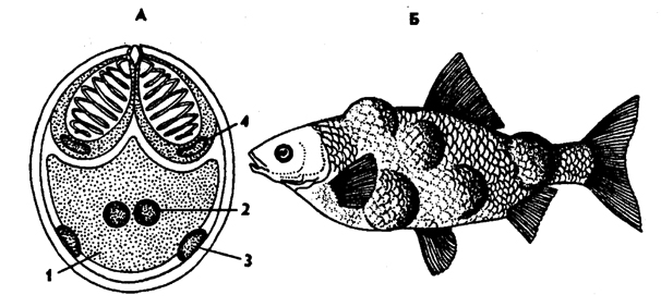 Рис. 51. Строение споры миксоспоридия Myxobolus, вызывающего шишечную болезнь у рыб (по Хаусману): А - спора, Б - рыба, пораженная миксоспоридиями; 1 - амебоидный зародыш, 2 - ядра зародыша, 3 - ядра створок споры, 4 - ядра стрекательных капсул