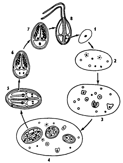 Рис. 52. Жизненный цикл миксоспори-диев Myxozoa (no Хаусману): 1 - амебоидный зародыш с диплоидным ядром, 2, 3 - образование многоядерного плазмодия с вегетативными и генеративными ядрами, 4 - формирование спор и генеративных клеток, 5 - мейоз при образовании спор, 6 - сформированная спора с двуядерным амебоидным зародышем, 7 - образование диплоидного ядра в зародыше, 8 - выстреливание стрекательных нитей из споры при выходе зародыша в теле рыбы