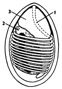 Рис. 53. Спора микроспоридия Microspora (по Хаусману) 1 - стрекательная нить, 2 - амебоидный зародыш с ядром, 3 – поляропласт