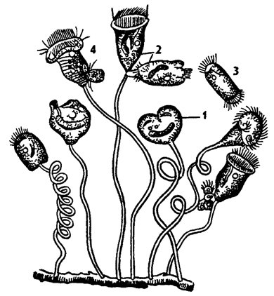 Рис. 60. Кругоресничные инфузории сувойки Vorticella (по Натали) 12 - размножение делением 3 – отделение бродяжки, 4 – конъюгация