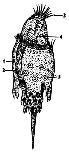 Рис. 61. Инфузория из отряда Entodiniomorpha из рубца жвачных животных (по Догелю): 1 - микронуклеус, 2 - макронуклеус, 3 - околоротовые мембранеллы, 4 - глотка, 5 - сократительные вакуоли