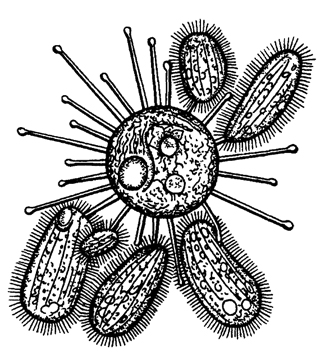 Рис. 64. Сосущая инфузория Sphaerophrya, всасывающая щупальцами несколько ресничных инфузорий (по Дофлейну):